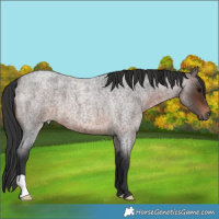 Horse Color:Brown Roan