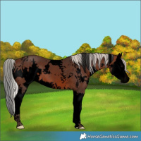 Horse Color:Void White Spotted Silver Brown Splash 