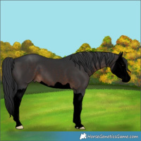 Horse Color:Void Brown Splash 