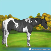 Horse Color:Black Tobiano Rabicano
