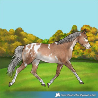 Horse Color:White Spotted Silver Brown Pearl Splash Tobiano Appaloosa
