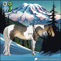 Horse Color:Silver Buckskin Tobiano Appaloosa Rabicano