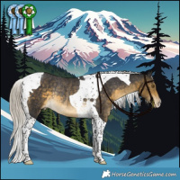 Horse Color:Silver Buckskin Tobiano Varnish Rabicano 