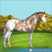 Horse Color:White Spotted Liver Chestnut Pearl Splash Appaloosa 