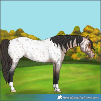 Horse Color:Bay Roan Appaloosa Rabicano