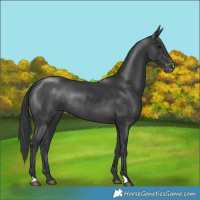 Horse Color:Black Appaloosa Rabicano 