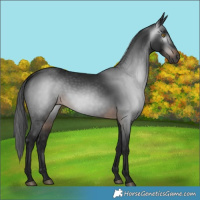 Horse Color:Gray Brown 