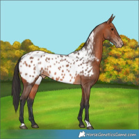 Horse Color:Bay Appaloosa 