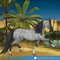 Horse Color:Blue Roan Tobiano 