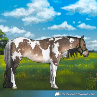 Horse Color:White Spotted Brown Dun Tobiano Rabicano 
