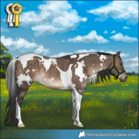 Horse Color:White Spotted Brown Dun Tobiano Rabicano 
