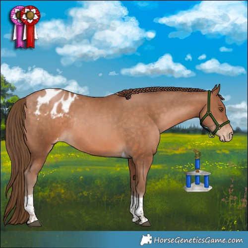 Horse Color:Brown Pearl Tobiano Appaloosa Rabicano 