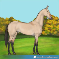 Horse Color:Bay Dun Rabicano 