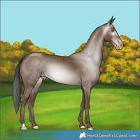Horse Color:Gray Classic Champagne Rabicano 