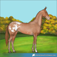 Horse Color:Bay Pearl Appaloosa 