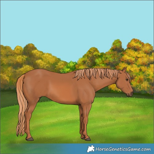 Horse Color:Chestnut 