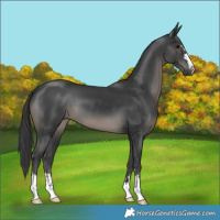 Horse Color:Black 