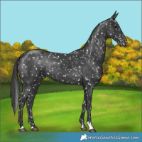 Horse Color:Black Appaloosa 