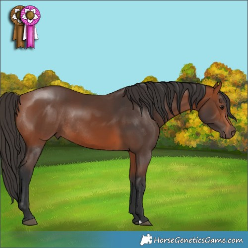 Horse Color:Bay Rabicano 