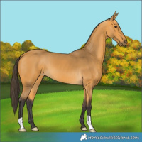 Horse Color:Buckskin 