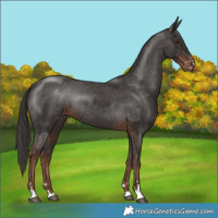 Horse Color:Liver Chestnut Varnish Rabicano 