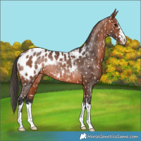 Horse Color:Bay Appaloosa Rabicano 