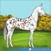 Horse Color:Bay Near Leopard Rabicano
