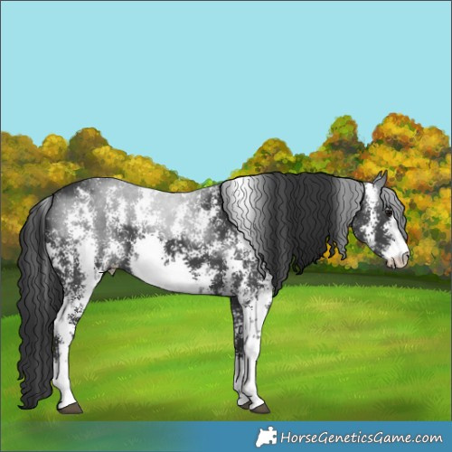 Horse Color:Black Sabino 