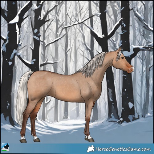 Horse Color:Silver Brown Dun Appaloosa