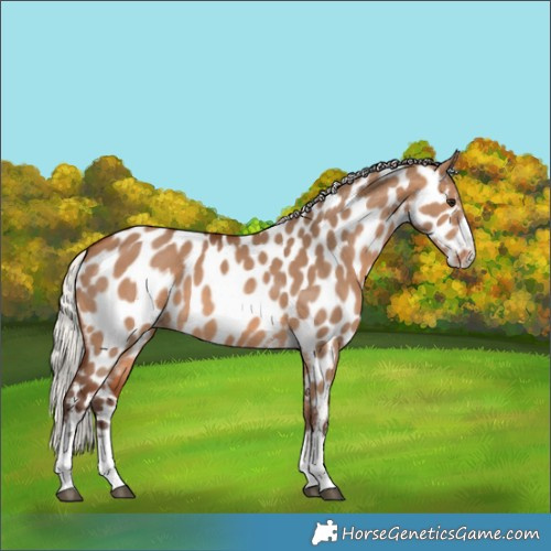 Horse Color:Silver Brown Dun Appaloosa 