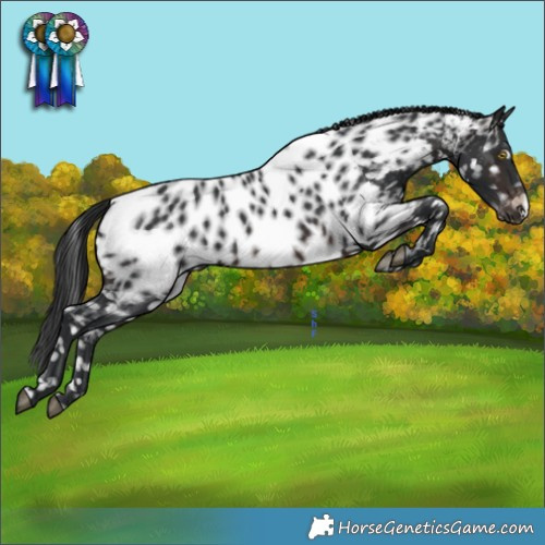 Horse Color:Brown Appaloosa 