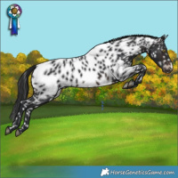 Horse Color:Brown Appaloosa 