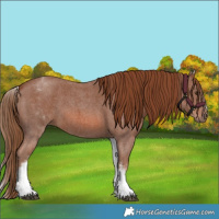 Horse Color:White Spotted Chestnut Sabino