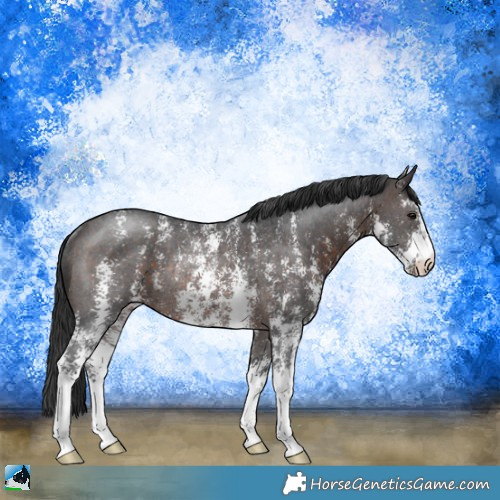 Horse Color:Brown Sabino Rabicano 