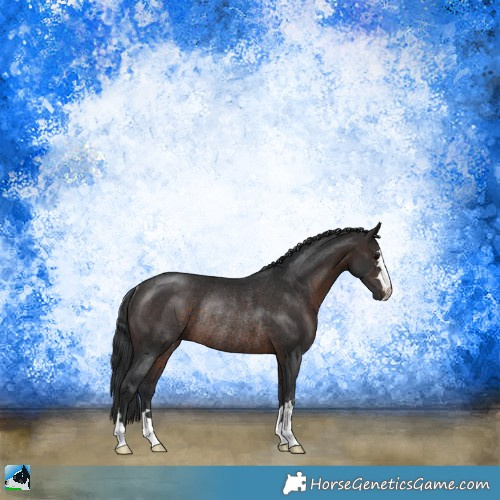 Horse Color:Brown Rabicano 