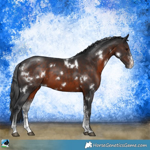Horse Color:White Spotted Brown Sabino