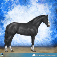 Horse Color:Black Rabicano 