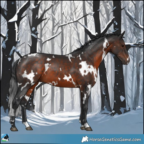 Horse Color:White Spotted Brown 