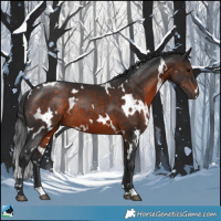 Horse Color:White Spotted Brown