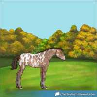 Horse Color:Sable Champagne Appaloosa  and Sable Champagne Appaloosa