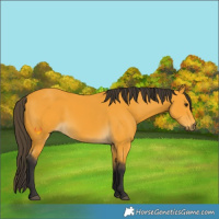 Horse Color:Buckskin 