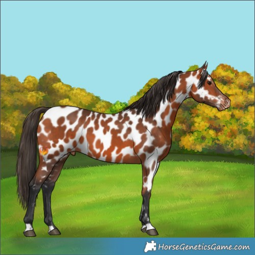 Horse Color:Bay Appaloosa 