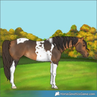 Horse Color:Buckskin Tobiano 