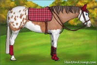 Horse Color:Bay Splash Appaloosa 