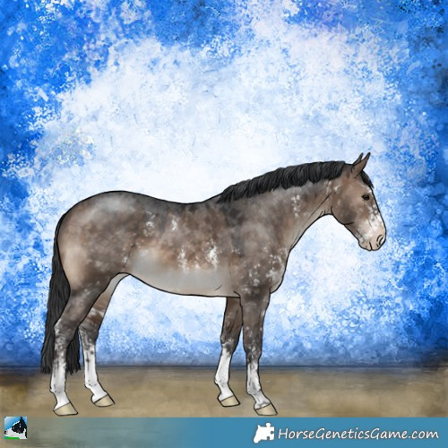 Horse Color:Brown Dun Sabino