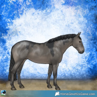 Horse Color:Grullo