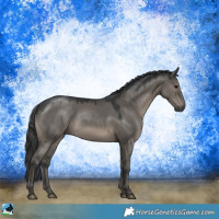 Horse Color:Grullo Mushroom Rabicano 