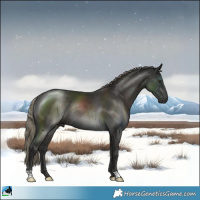 Horse Color:Liver Chestnut Mushroom Rabicano