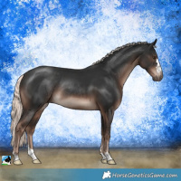 Horse Color:Liver Chestnut Mushroom Rabicano 