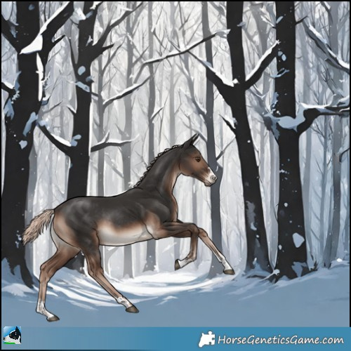 Horse Color:Liver Chestnut Mushroom Rabicano 